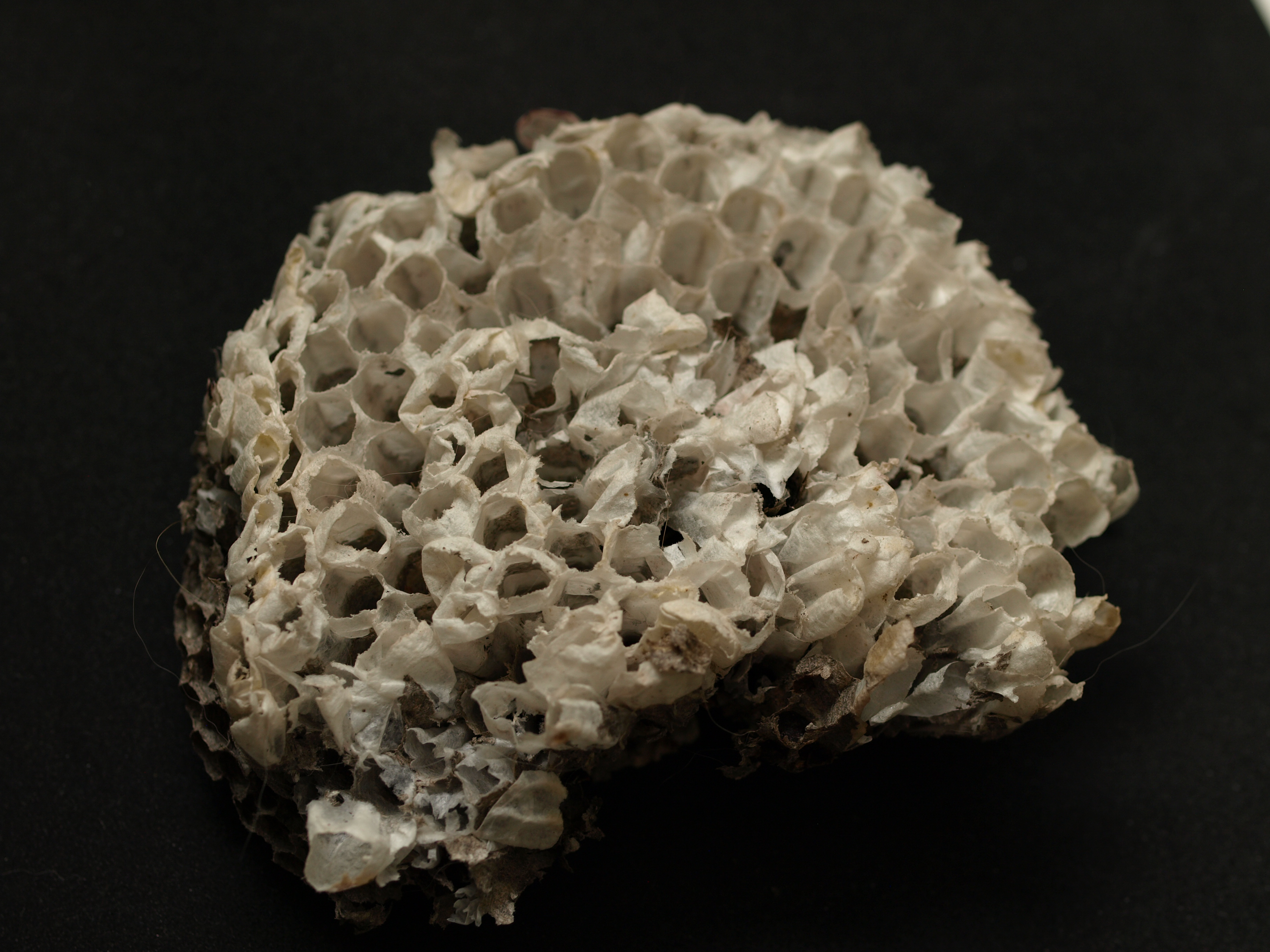 Image:  photo of a chunk of a wasp's nest sitting on a black background.