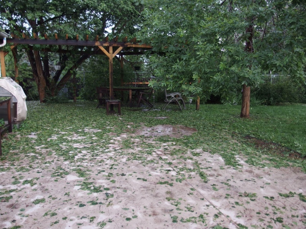 Image: concrete patio and pergola covered with wet, green leaves. 