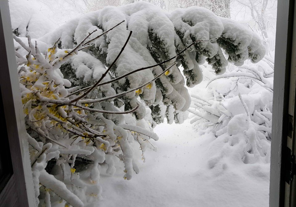 Image: Framed in an open front door, the branch of a tall shrub is bending under heavy snow. In the foreground, a smaller branch with small yellow flowers.