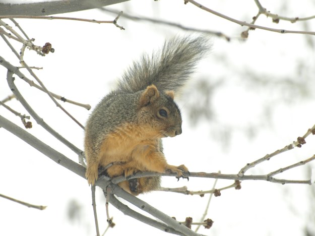 Image: squirrel on tree branch.